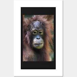 Portrait: Female Orangutan Posters and Art
